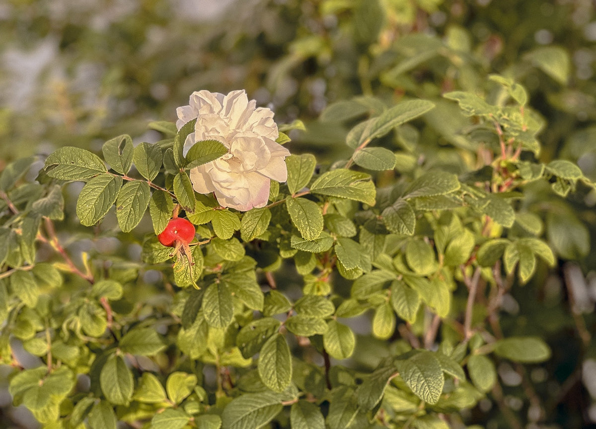 Rosehip plant with a pink flower and red rosehips